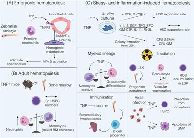 Current Perspectives on the Role of TNF in Hematopoiesis Using Mice With Humanization of TNF/LT System